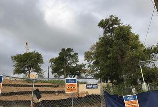 Developers Drawn Back Into Governor's Tree Fight