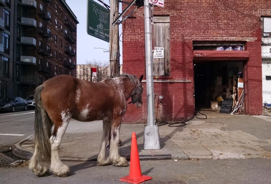 City Plans To Buy Brooklyn Horse Stables Next To Upcoming Development