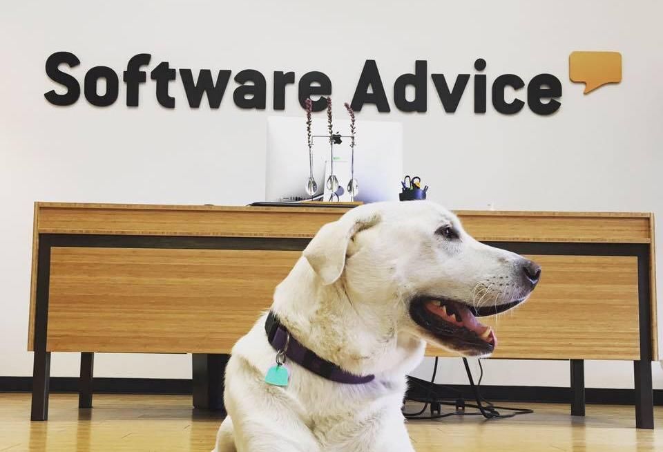 Dogs At Work