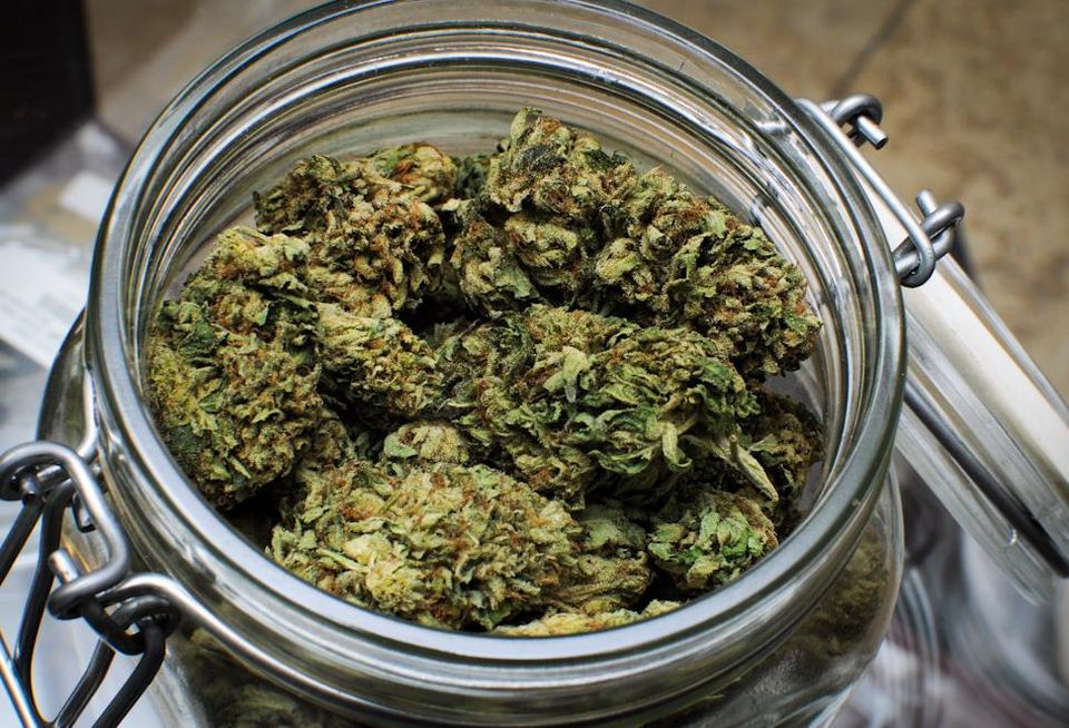 Cannabis