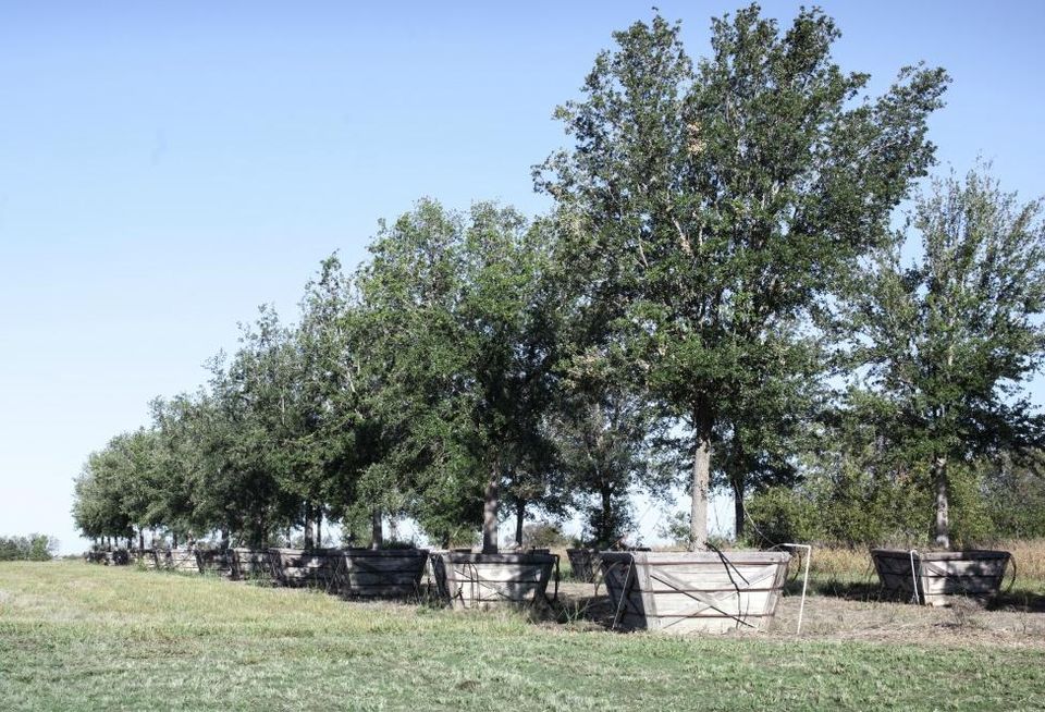 Walsh in Fort Worth trees green space