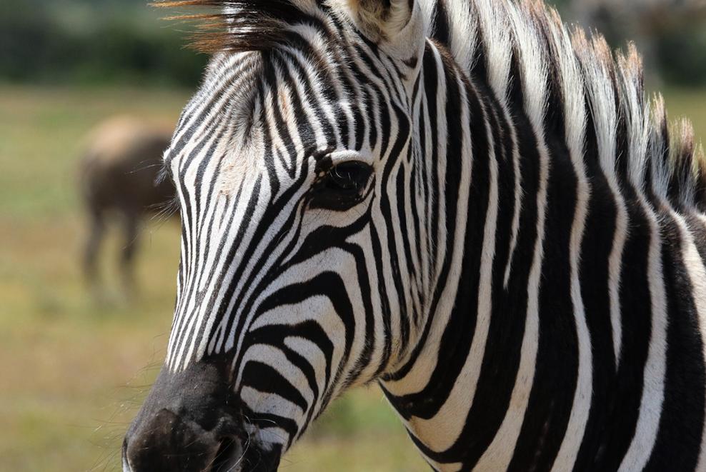 zebra