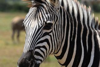 zebra