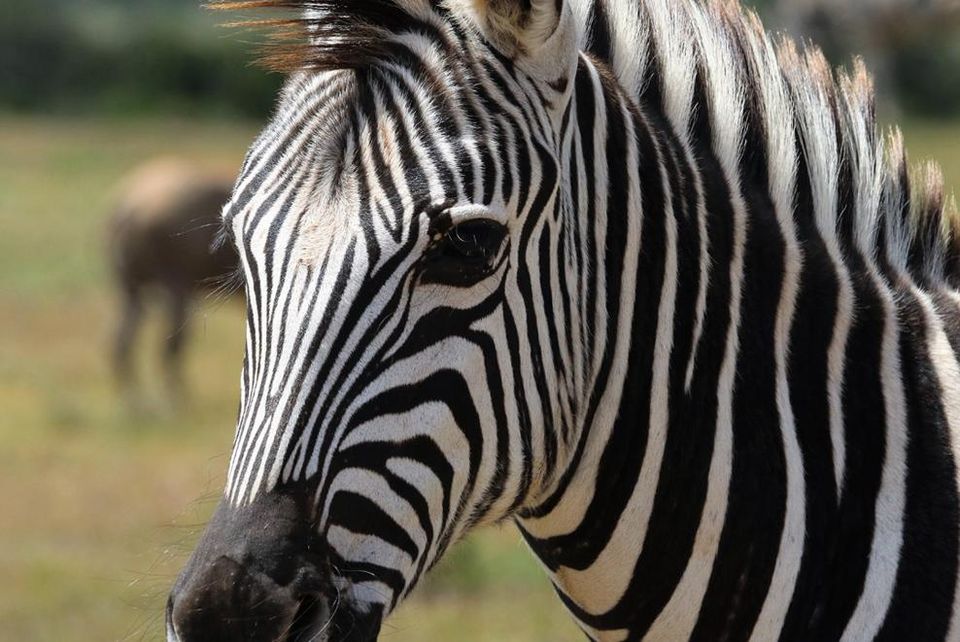 zebra