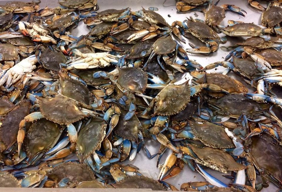 Blue Crabs Viet Hoa