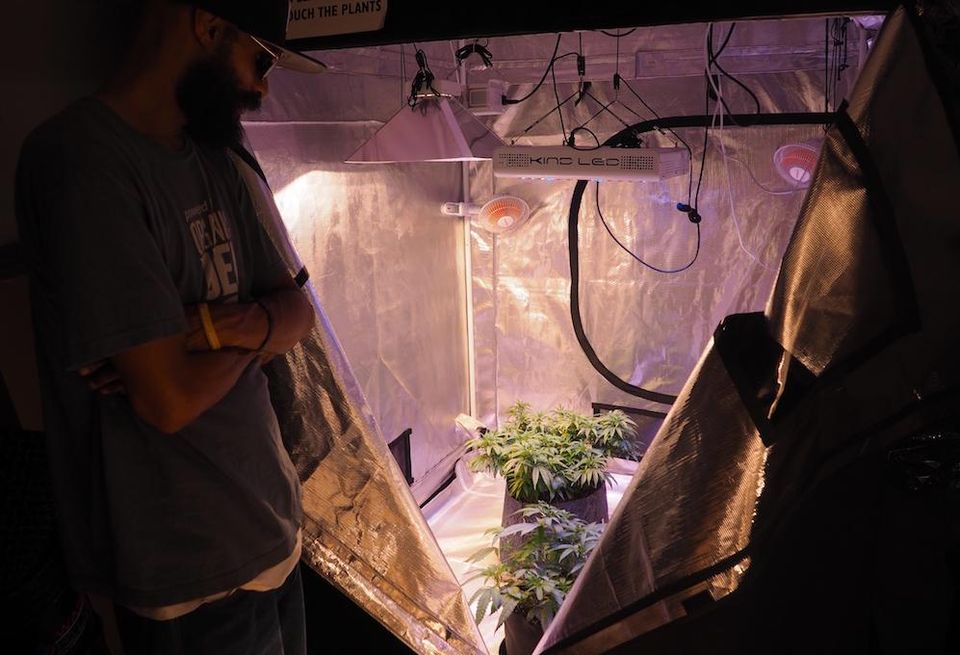 Wash Hydro DC Cannabis Plants