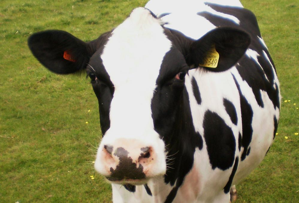 Harvard Endowment Restructuring Sends Cows Packing