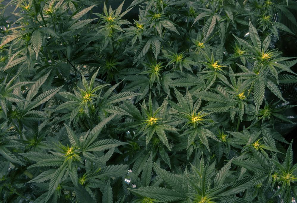 marijuana cannabis