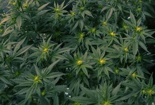 marijuana cannabis