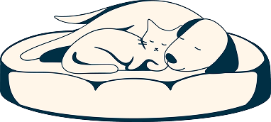 Dog and cat sleeping in bed