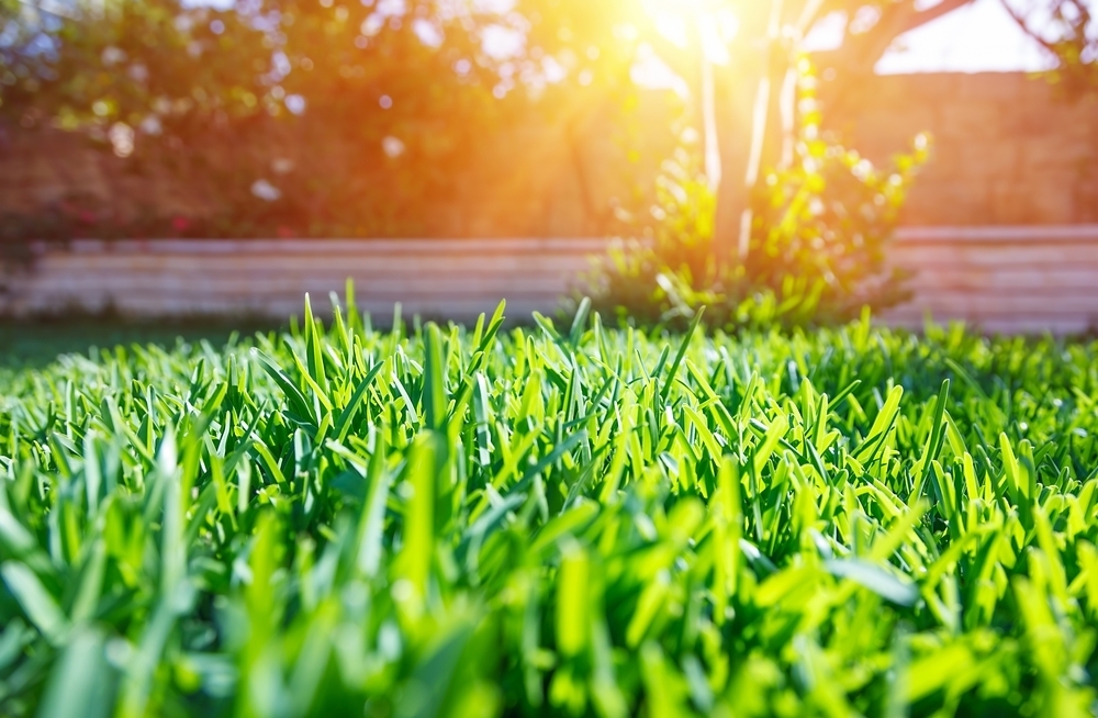 How to Prepare Your Lawn for Spring-Landscaping 101