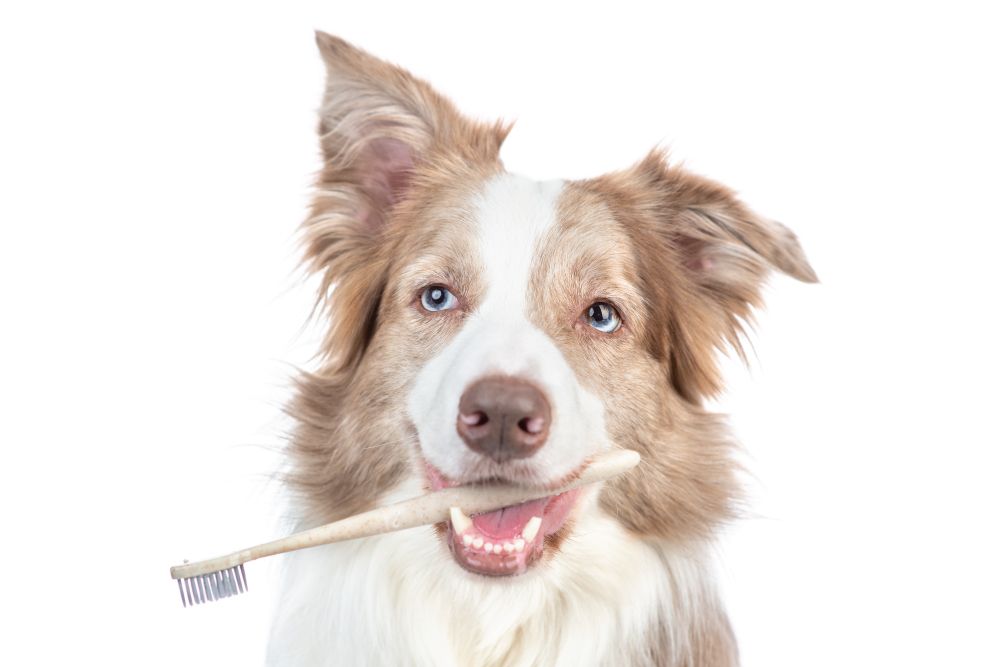 A fluffy dog holding a toothbrush in its mouth, looking directly at the camera with a playful expression against a white background.