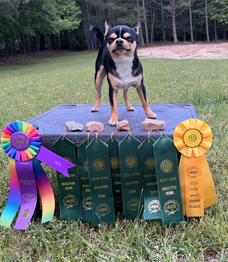 A small dog stands on a platform outdoors, surrounded by colorful ribbons and several rocks, indicating achievements in scent work competitions.