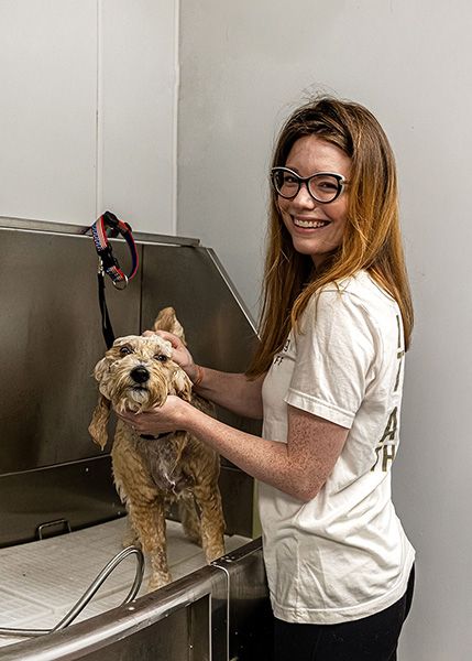 a female staff member grooms s a small curly-haired dog in a metal grooming tub.