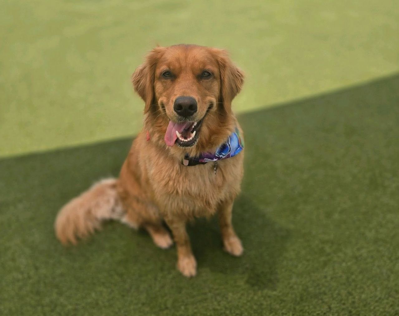 a happy golden retriever sitting patiently on green artificial turf. The dog has a big, relaxed smile with its tongue hanging out and is wearing a colorful patterned bandana