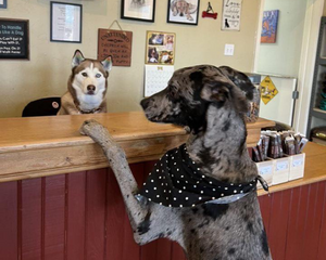 A large gray dog wearing a polka dot bandana stands with front paws on a counter, looking at a husky seated behind it in a pet-themed setting.