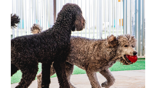 Two dogs play with a ball at Raintree Pet Resort and Medical Center