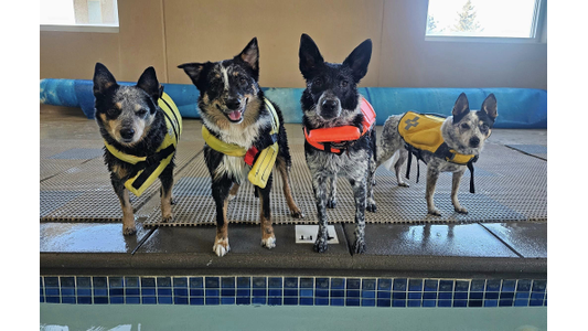 Dogs are ready for swim
