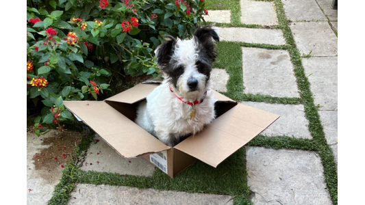 Small, fluffy dog with black and white fur sitting in an open cardboard box outdoors, beside a bush with red flowers.