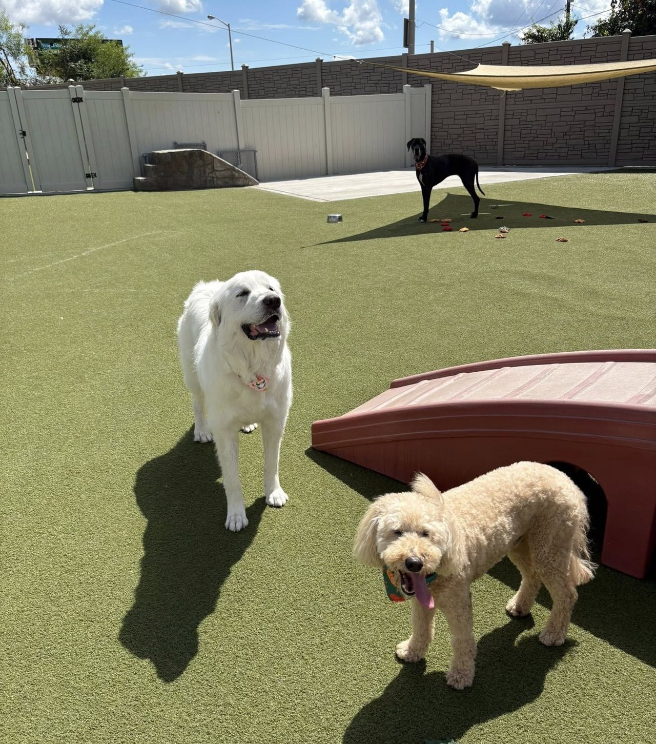 Three dogs in a fenced yard: a white fluffy dog standing near a curly-haired dog by a small ramp, with a black dog in the background.
