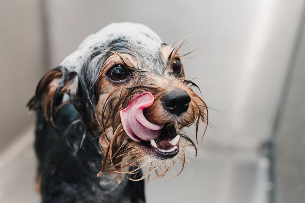 Wet dog in a bath with soap on its head, licking its nose with a playful expression.