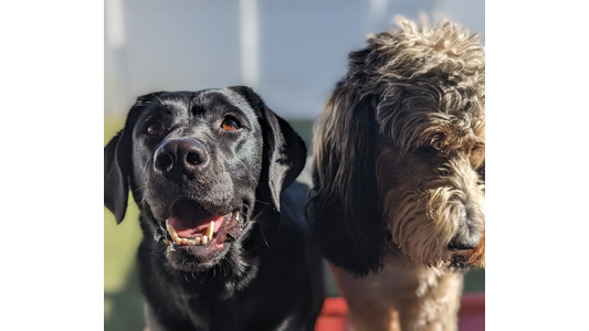 A black Labrador and a fluffy brown dog stand side by side, both looking forward with curious expressions in a sunlit setting.
