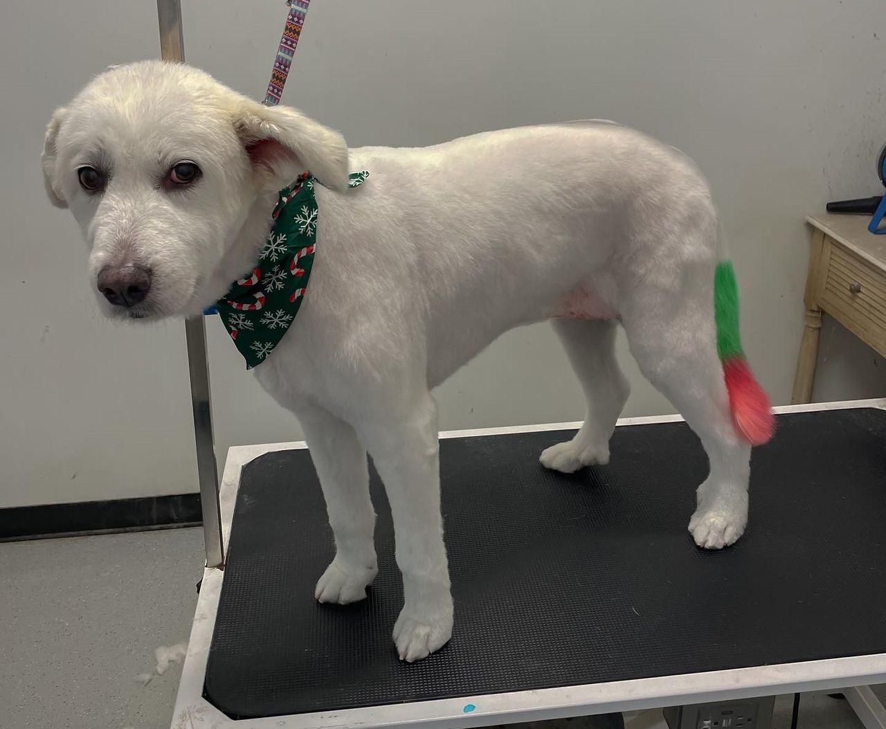 A freshly groomed white dog stands on a grooming table, wearing a festive green bandana with a tail dyed green and red.