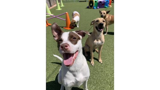 A group of dogs playing on artificial grass, with one white and brown dog in the foreground smiling, surrounded by agility equipment.