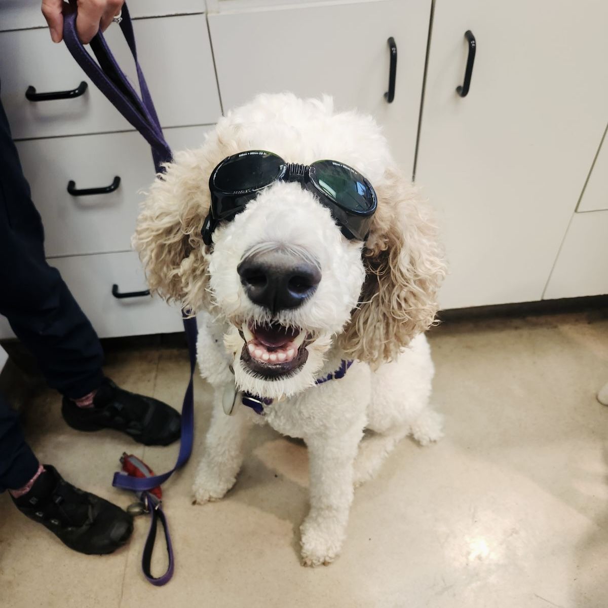 Fluffy dog wearing goggles and a leash smiles indoors, next to a person's legs and white cabinets.
