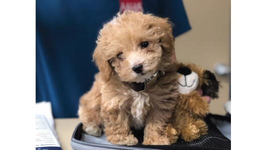 Fluffy Puppy Toy