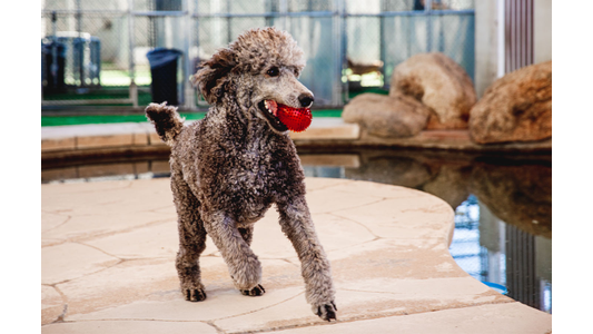 Poodle playing with a red ball near a poolside, surrounded by rocks and fencing.
