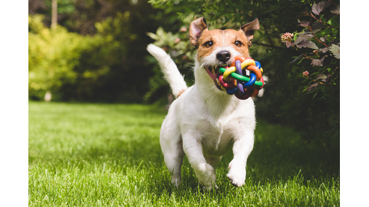 A playful dog running on grass with a colorful rubber toy in its mouth.