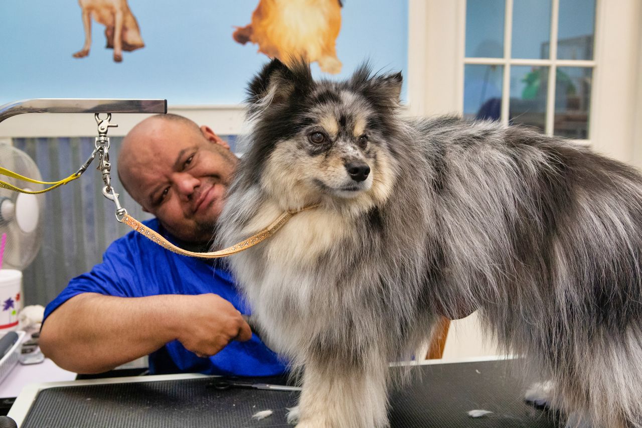 A professional pet groomer carefully grooming a fluffy, long-haired Pomeranian mix standing on an adjustable grooming table in a salon