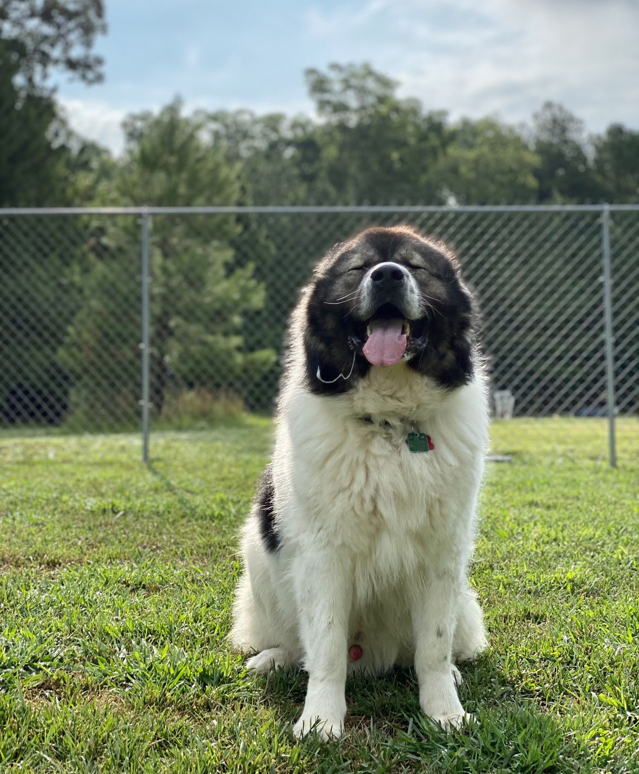 Large fluffy dog with black and white fur sitting on grass, tongue out, in front of a chain-link fence on a sunny day.