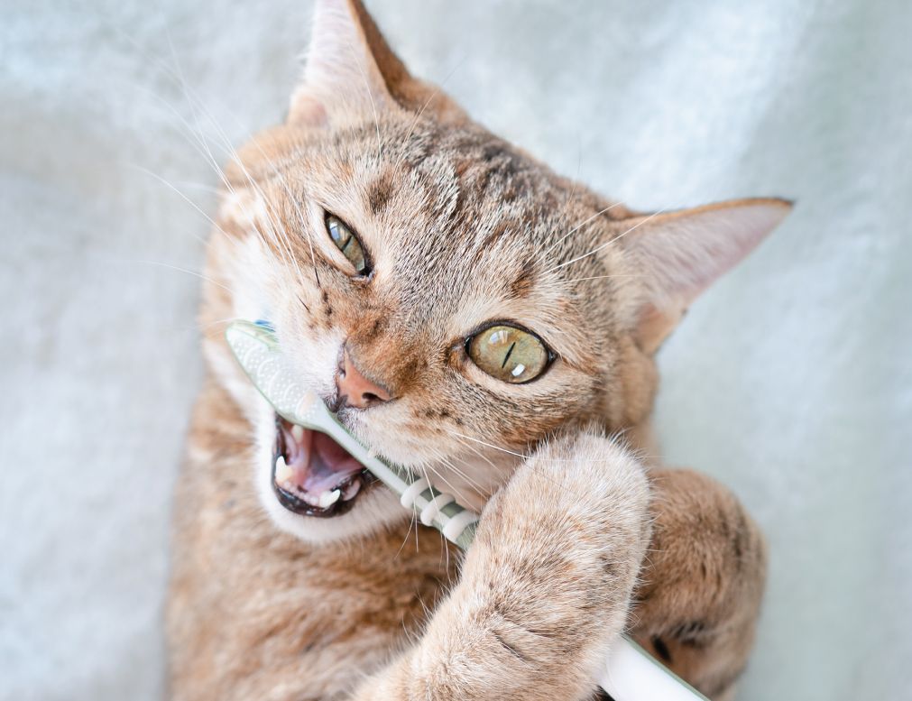 A playful cat is holding and biting a toothbrush with its paws and mouth, appearing as if it is brushing its teeth.