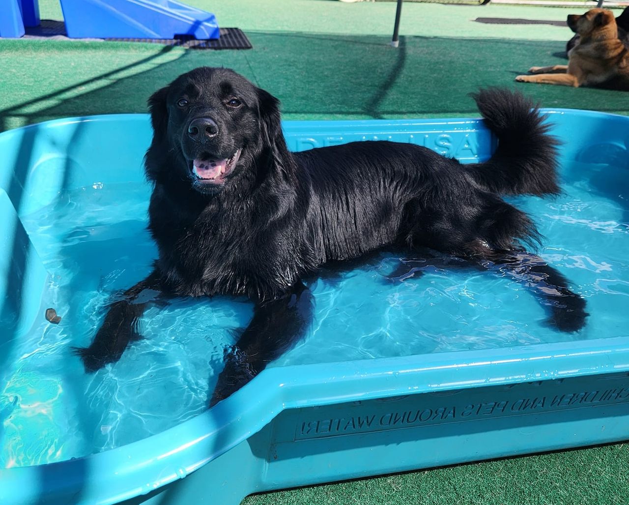 Black dog lying in a blue kiddie pool, smiling and looking at the camera, with another dog lying on the grass in the background.
