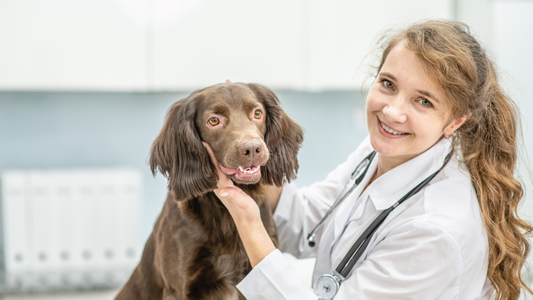 A veterinarian with a stethoscope smiles while holding a happy brown dog in a clinic setting.
