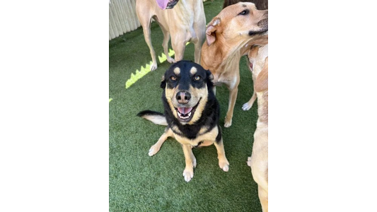 A happy black and tan dog sitting on green grass, surrounded by other dogs, looking up at the camera with a cheerful expression.