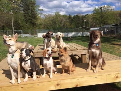 A group of eight diverse dogs sits and stands on a wooden platform outdoors, surrounded by grass and trees under a partly cloudy sky.