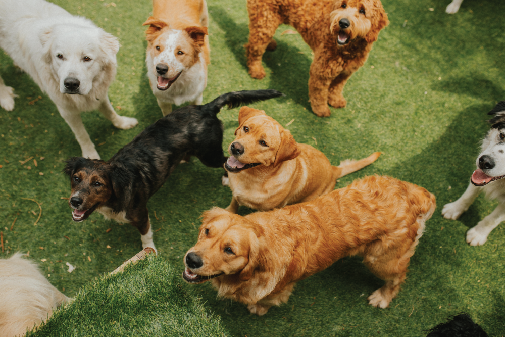 A group of happy dogs of various breeds and colors standing on a grassy area.
