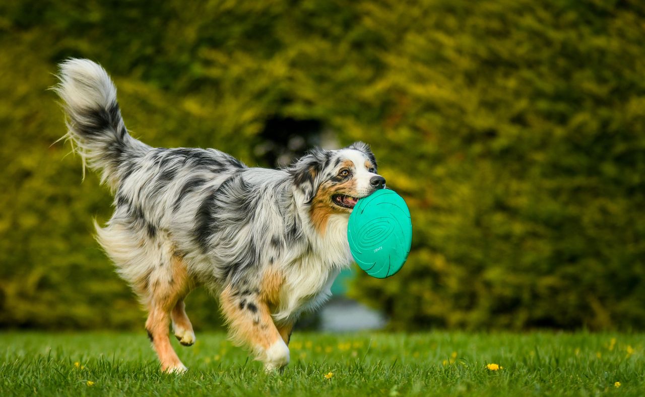 Summer Dog Grooming Tips