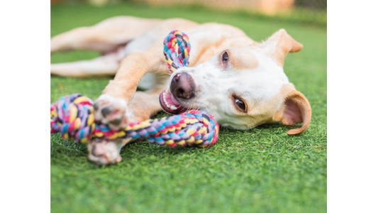 Dog lying on grass, playfully chewing a colorful rope toy.