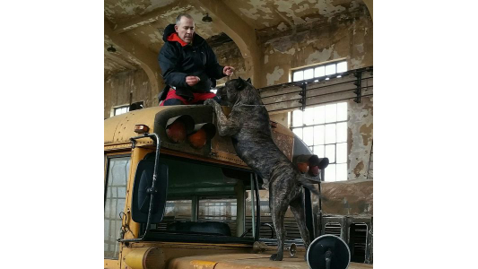 A man sits on an old bus's roof in a dilapidated building, interacting with a large brindle dog standing on the bus's front.