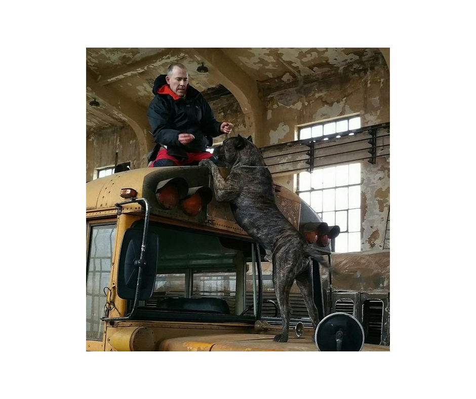 Dog Trainer Jon Van Dyke training large dog on top of bus.