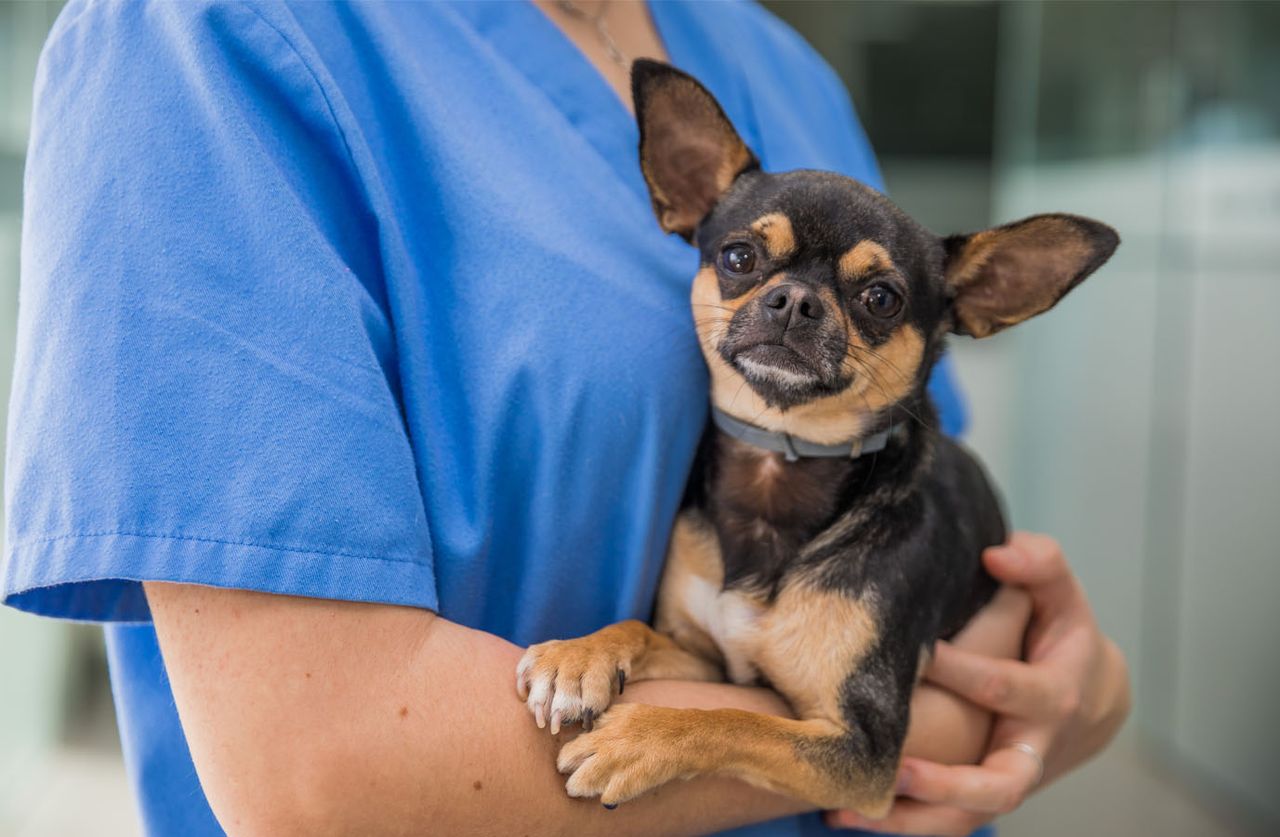 A small brown and black dog with a blue collar is being gently held by a person wearing blue scrubs.