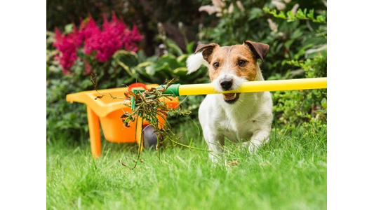 dog-cleaning - 1