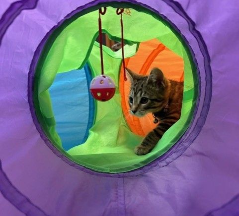 A tabby kitten plays in a colorful tunnel with a hanging ball toy inside, surrounded by vibrant purple, green, and orange sections.