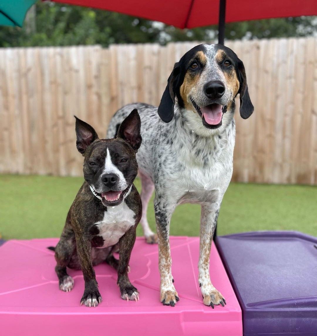 Two dogs, a black and white pit bull mix and a speckled hound mix, standing together on pink outdoor play equipment at a dog daycare