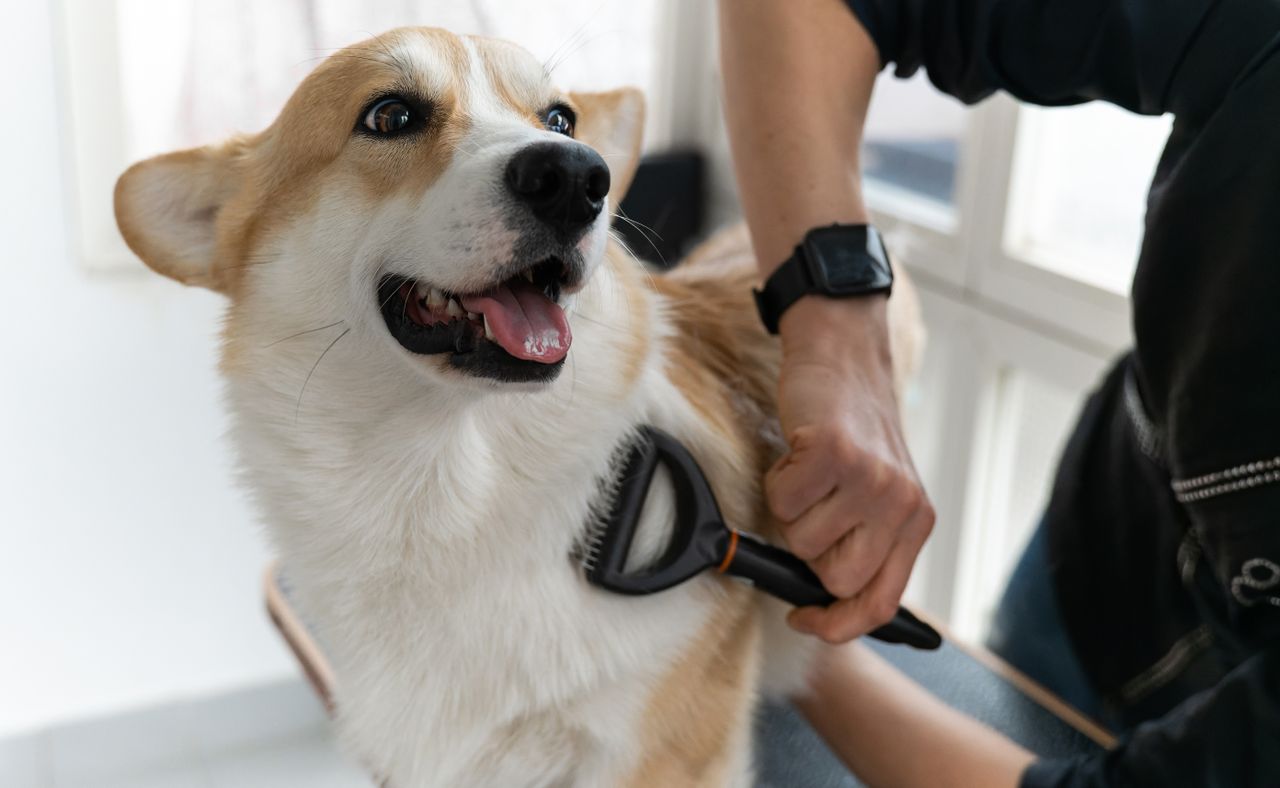 a cheerful Corgi with its mouth happily open while a person uses a deshedding brush on its chest and neck. The groomer is wearing a black shirt and a dark smartwatch, working in a bright space with natural light from the windows behind them