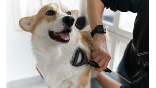 A happy corgi being brushed by a person indoors, with sunlight streaming in through a window.